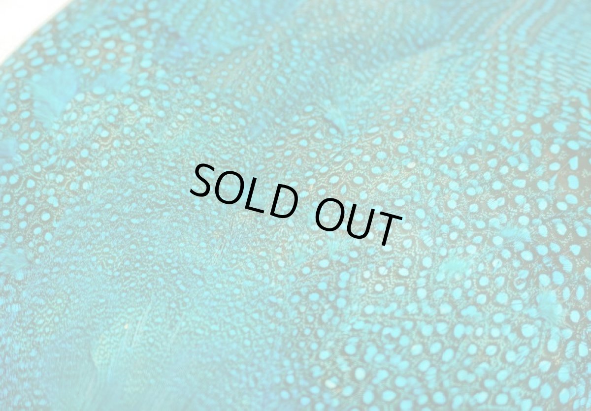 画像3: CANAL  キャナル　ギニア　コンプリート　GUINEA ダイドブルー (3)