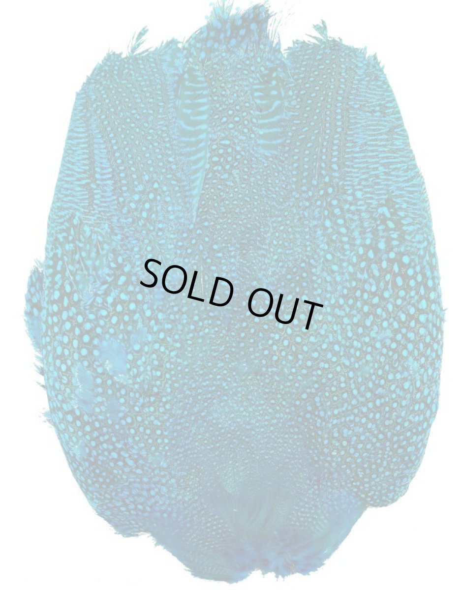 画像1: CANAL  キャナル　ギニア　コンプリート　GUINEA ダイドブルー (1)