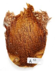 画像13: インドコックケープ India Cock Neck Cape　インディアコックネックケープ　Indian　A51〜A100 (13)