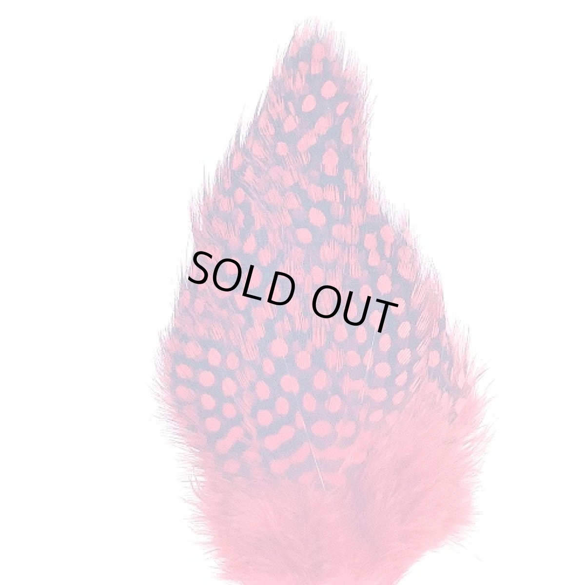 画像4: Guinea Feather スイートフィッシュ (4)