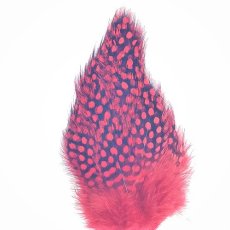 画像4: Guinea Feather　スイートフィッシュ (4)