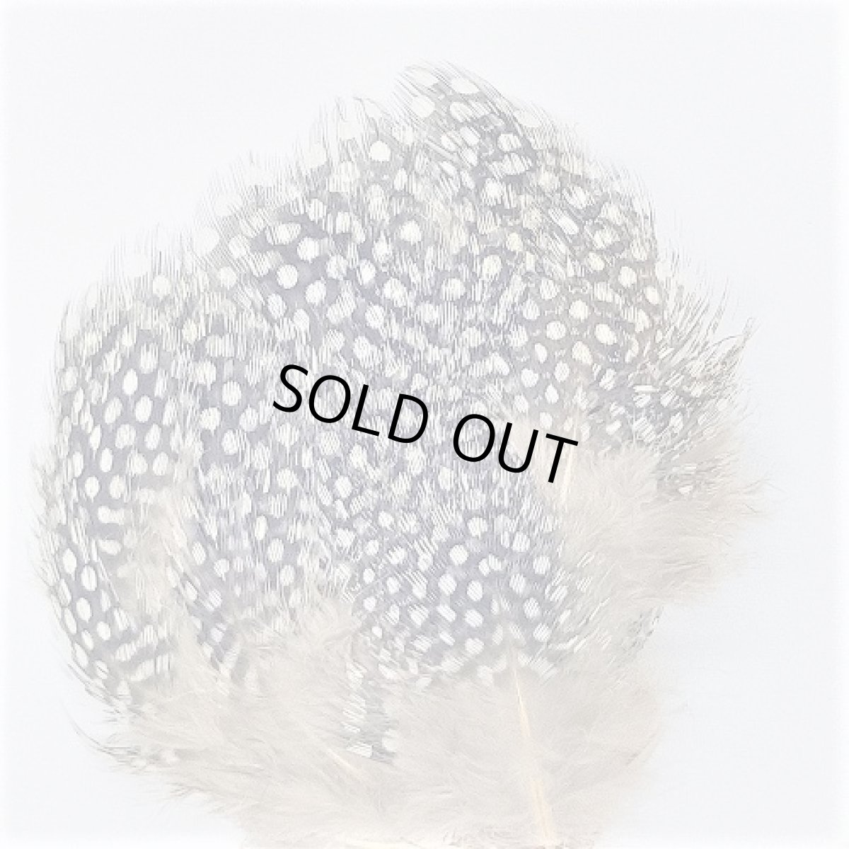 画像2: Guinea Feather スイートフィッシュ (2)