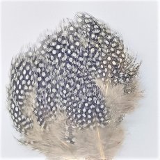 画像2: Guinea Feather　スイートフィッシュ (2)