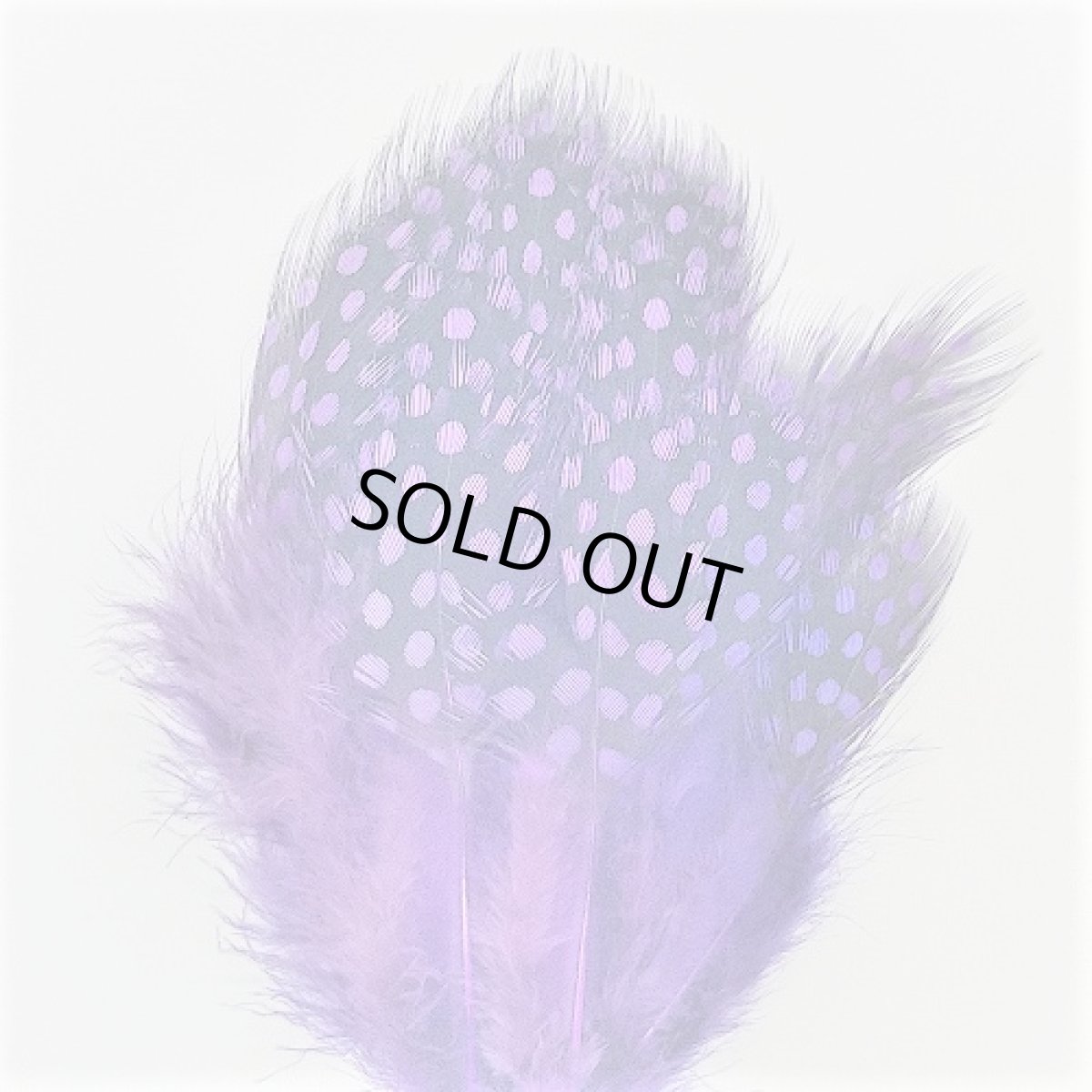 画像5: Guinea Feather スイートフィッシュ (5)