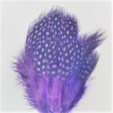 画像5: Guinea Feather　スイートフィッシュ (5)