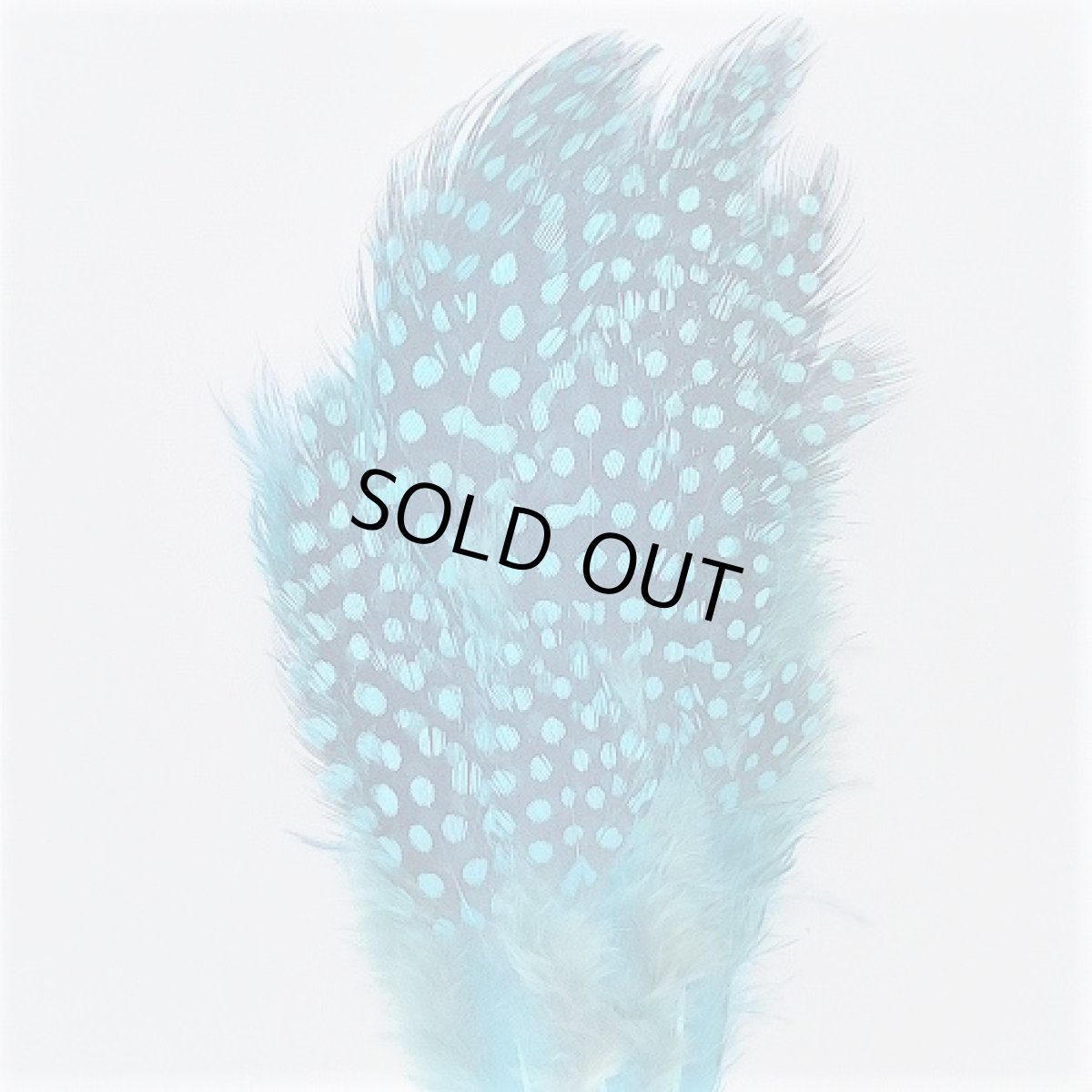 画像8: Guinea Feather スイートフィッシュ (8)