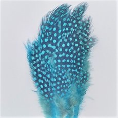画像8: Guinea Feather　スイートフィッシュ (8)