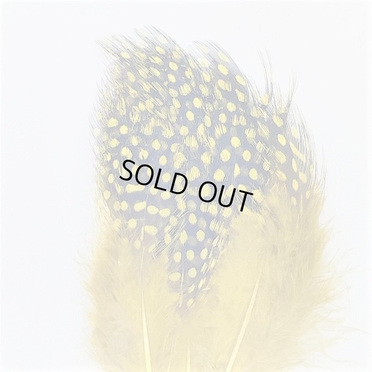 画像3: Guinea Feather スイートフィッシュ (3)