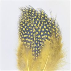 画像3: Guinea Feather　スイートフィッシュ (3)