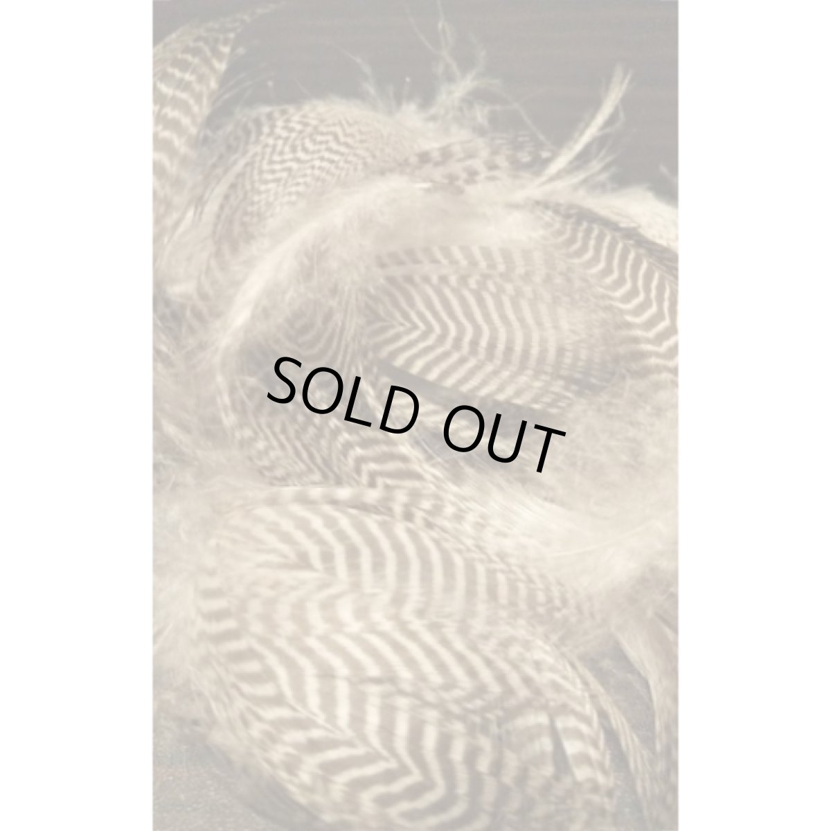 画像4: Teal Flank Feather（バルクパック）　スイートフィッシュ (4)