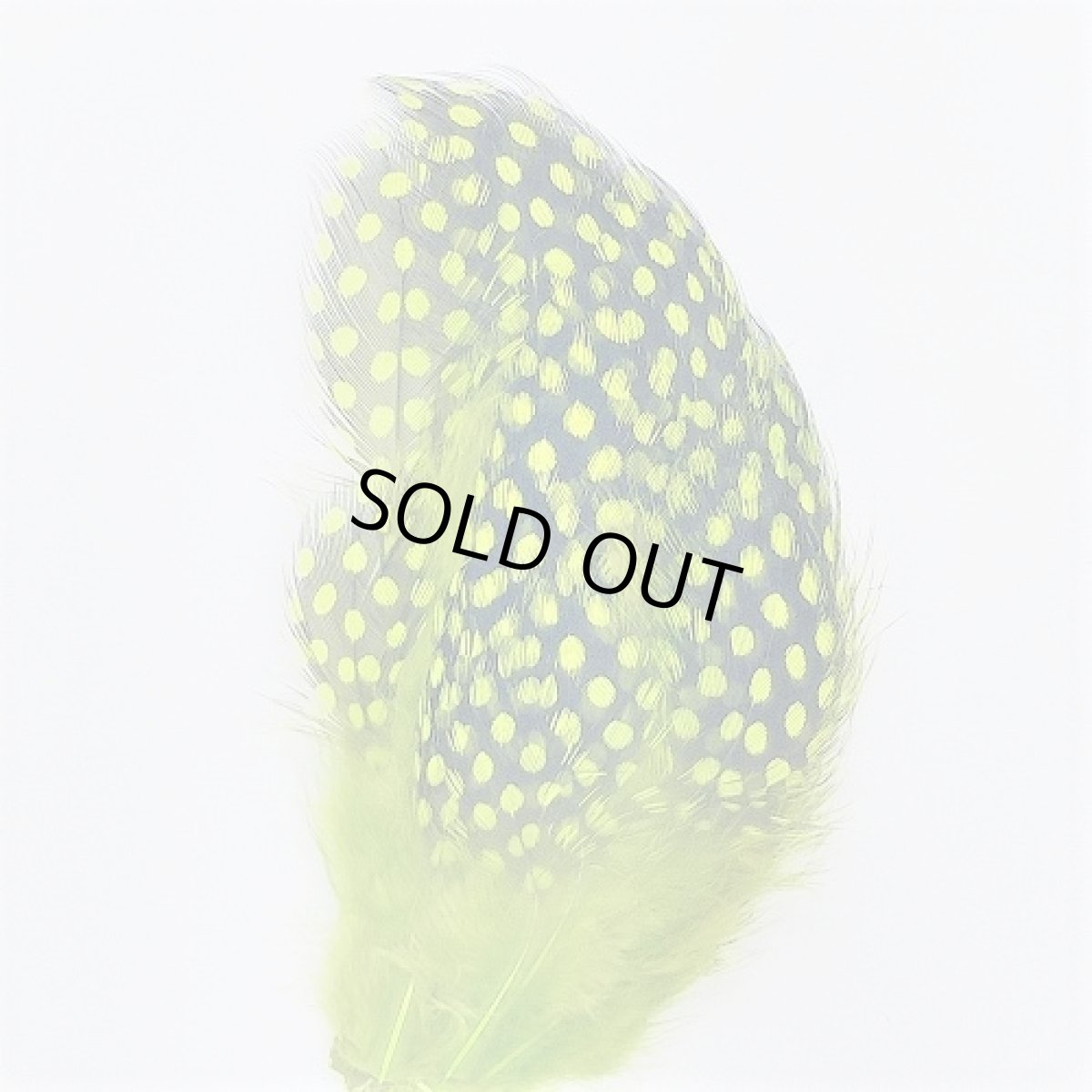 画像10: Guinea Feather スイートフィッシュ (10)