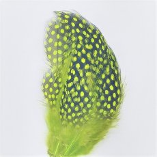 画像10: Guinea Feather　スイートフィッシュ (10)