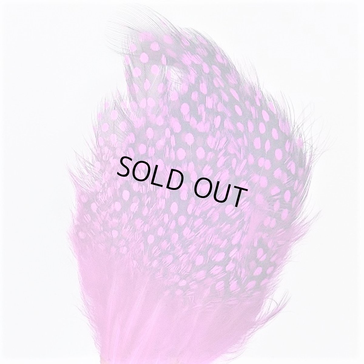 画像6: Guinea Feather スイートフィッシュ (6)