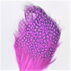 画像6: Guinea Feather　スイートフィッシュ (6)