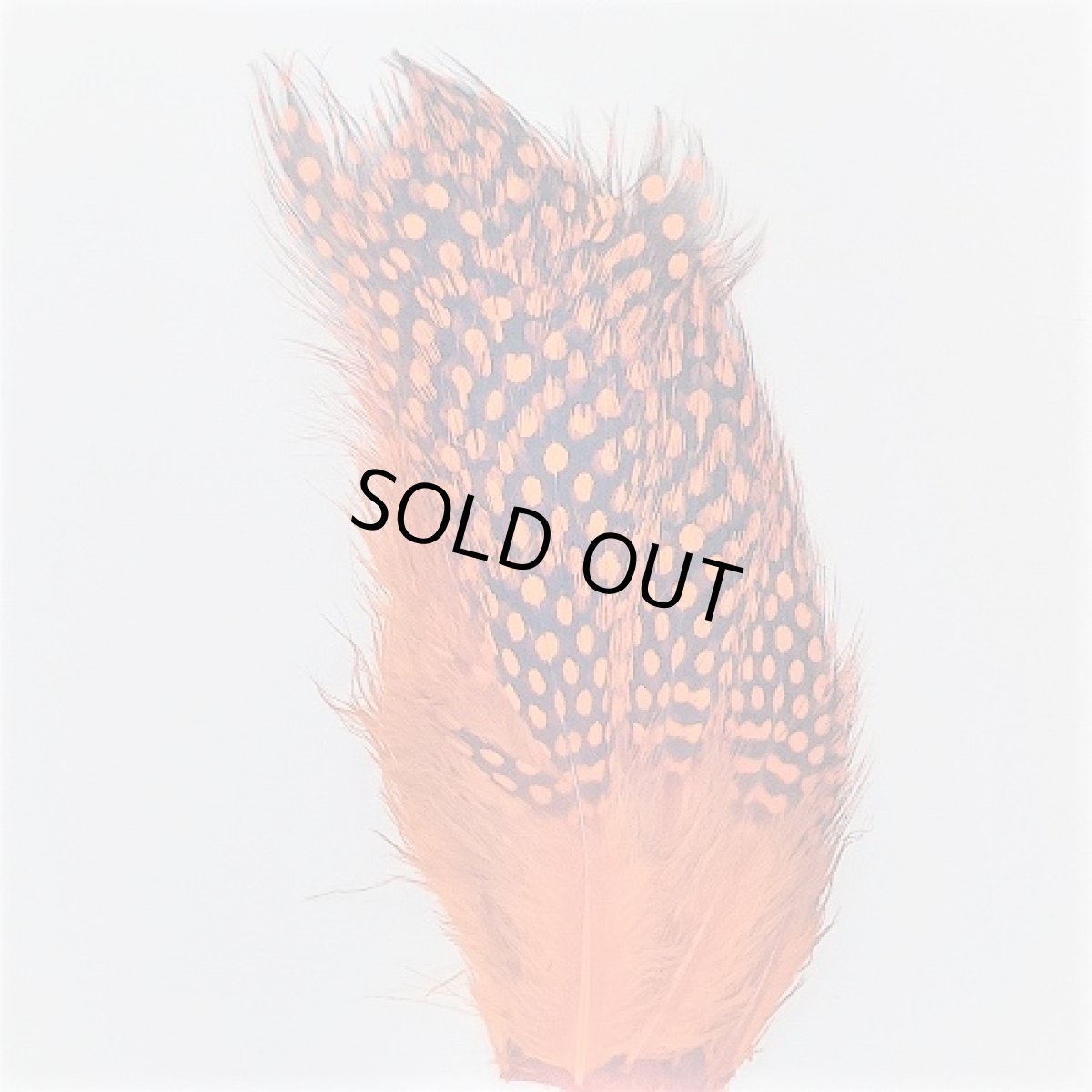 画像7: Guinea Feather スイートフィッシュ (7)