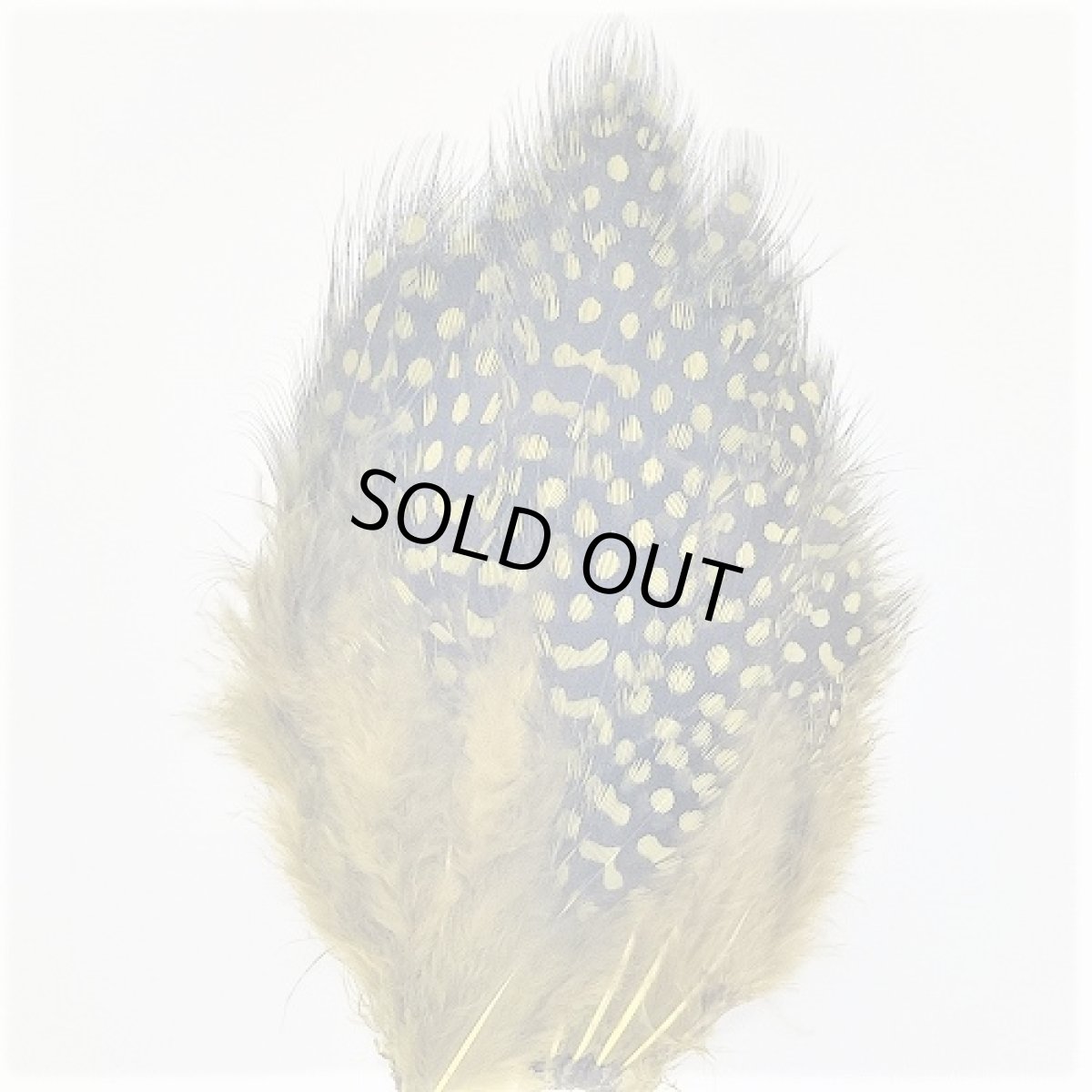 画像9: Guinea Feather スイートフィッシュ (9)