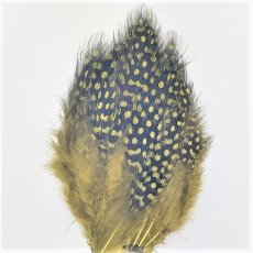 画像9: Guinea Feather　スイートフィッシュ (9)