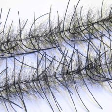 画像10: Lively Legs Crustacean Brush 0.5"　JUST ADD H2O (10)