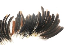 画像3: インドヘンクイル   India HEN QUILL インディアヘンクイル　Indian　バルクパック　100本 (3)