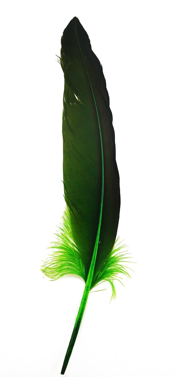 画像10: CANAL キャナル コンドルクイル Condor Quill プライマリー セカンダリー (10)