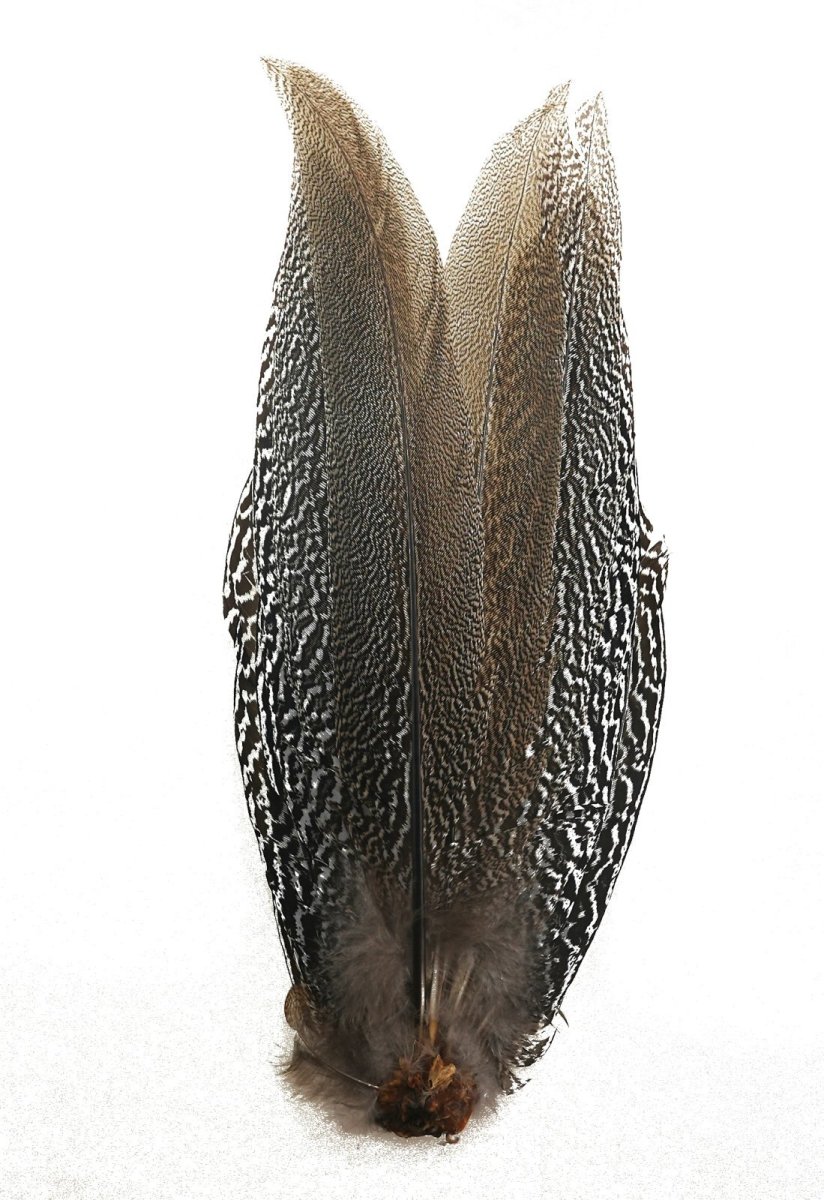 画像5: CANAL キャナル スペックルドフェザント コンプリート SPECKLE PHEASANT (5)