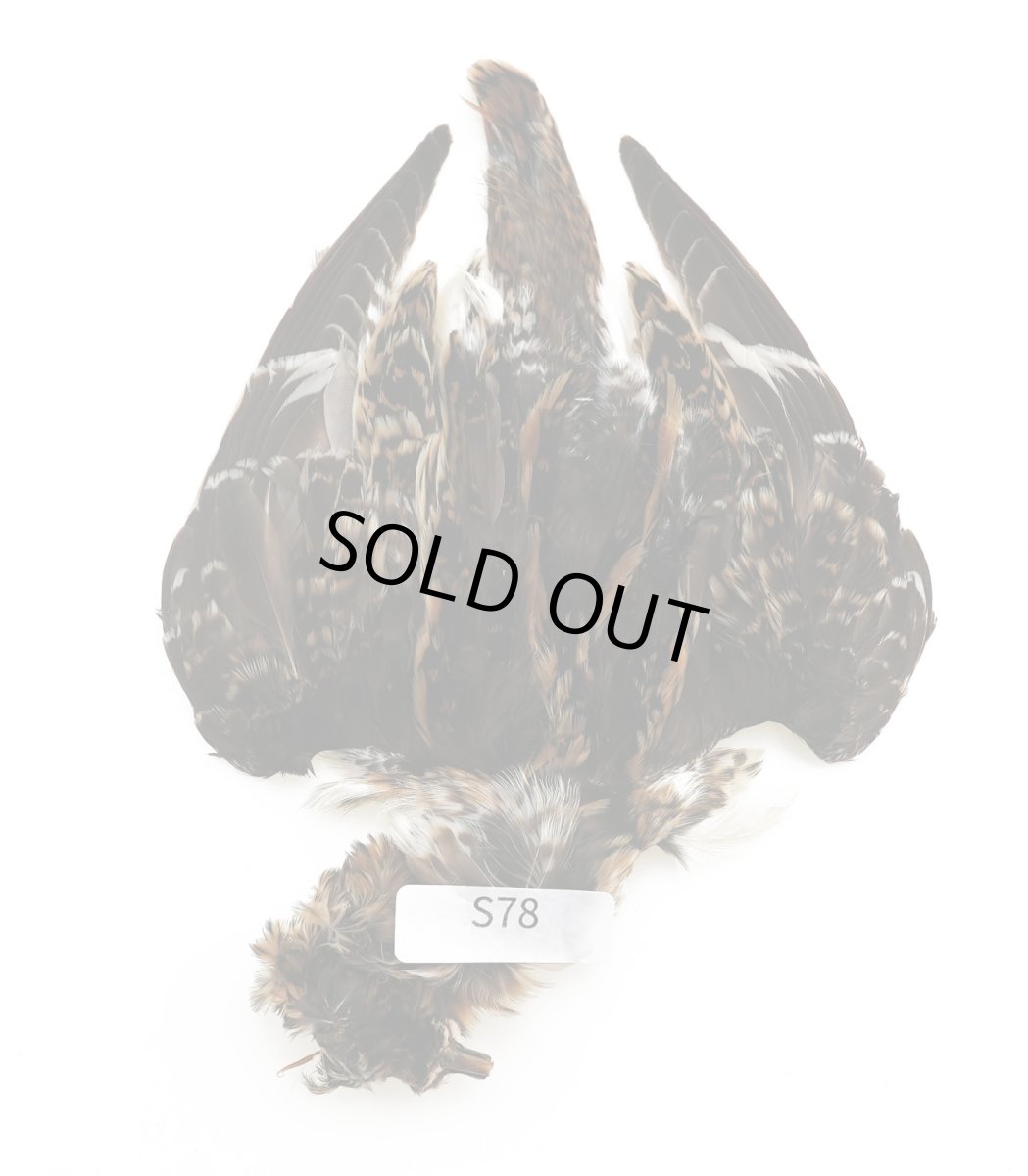 画像2: CANAL キャナル スナイプ コンプリート SNIPE (2)