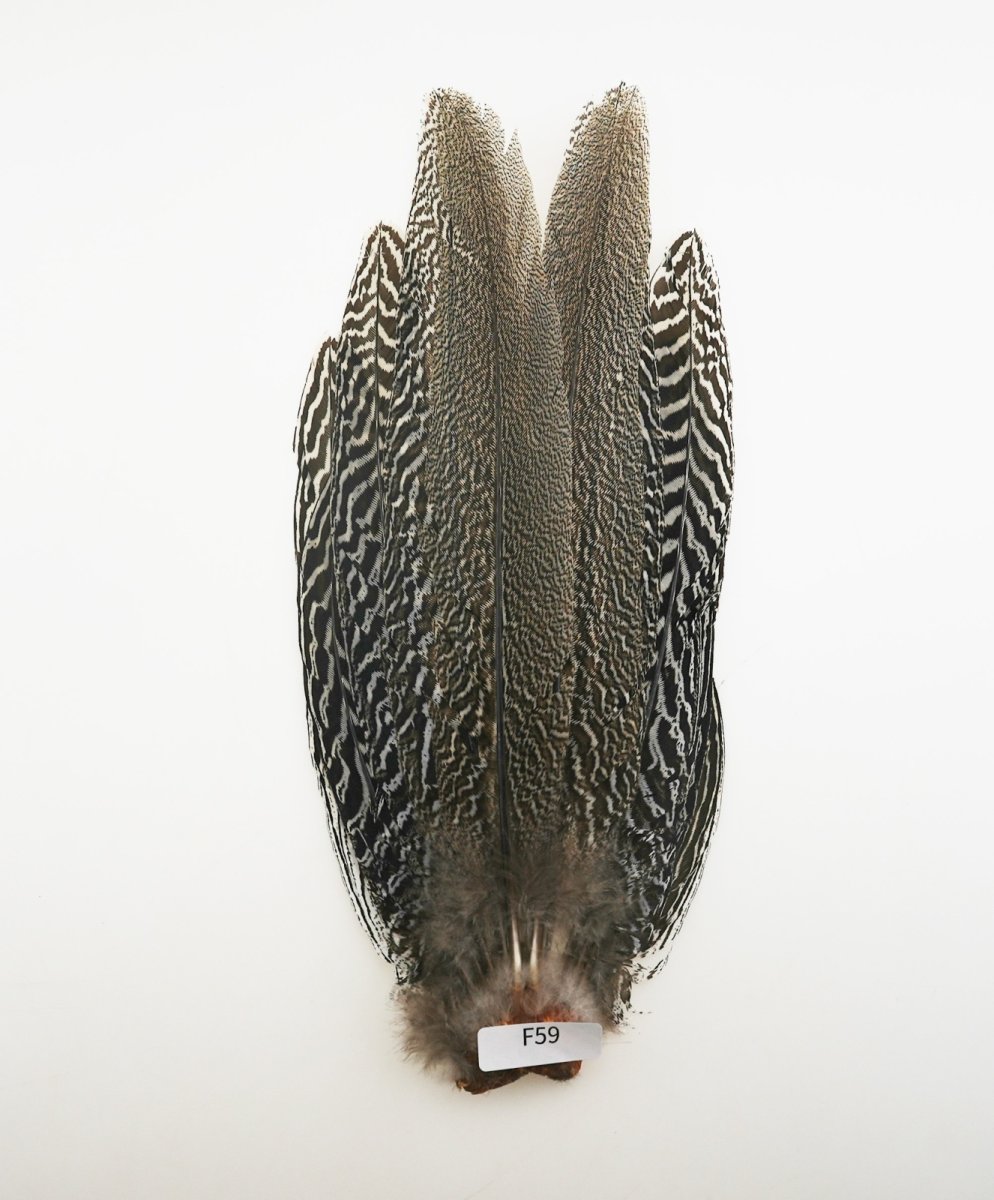 画像7: CANAL キャナル スペックルドフェザント コンプリート SPECKLE PHEASANT (7)