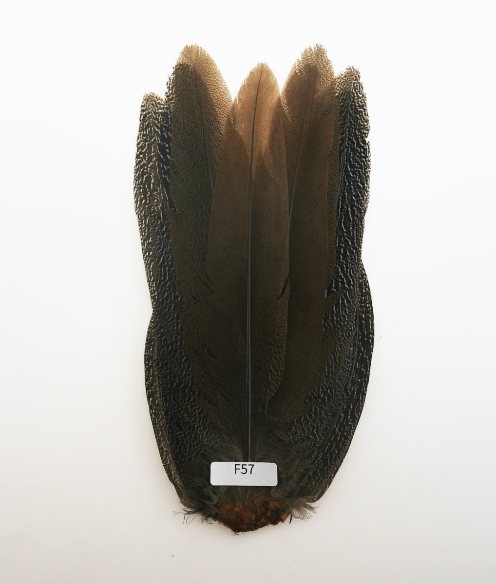 画像10: CANAL キャナル スペックルドフェザント コンプリート SPECKLE PHEASANT (10)