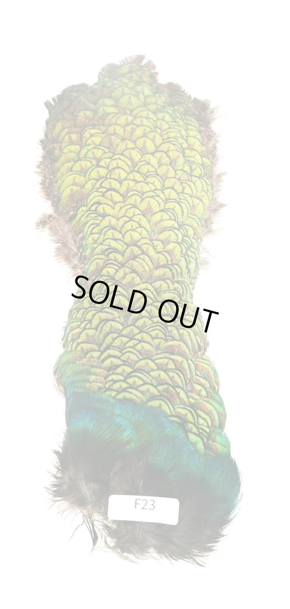 画像3: CANAL キャナル ゴールドバック コンプリート  (3)