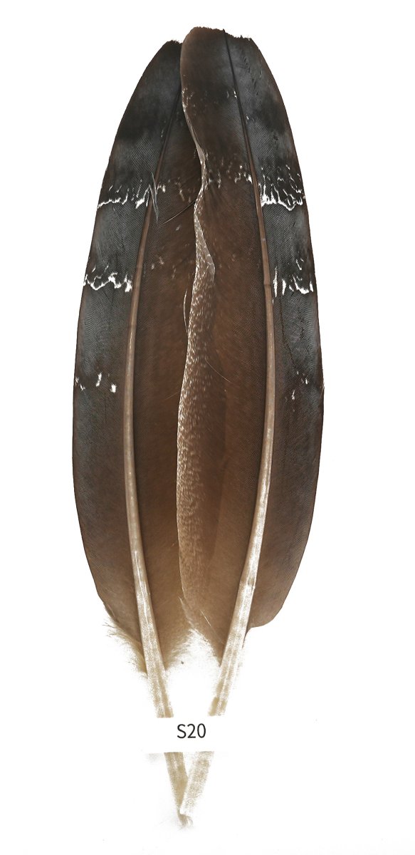 画像4: CANAL キャナル コーリーバスタードクイル  (4)