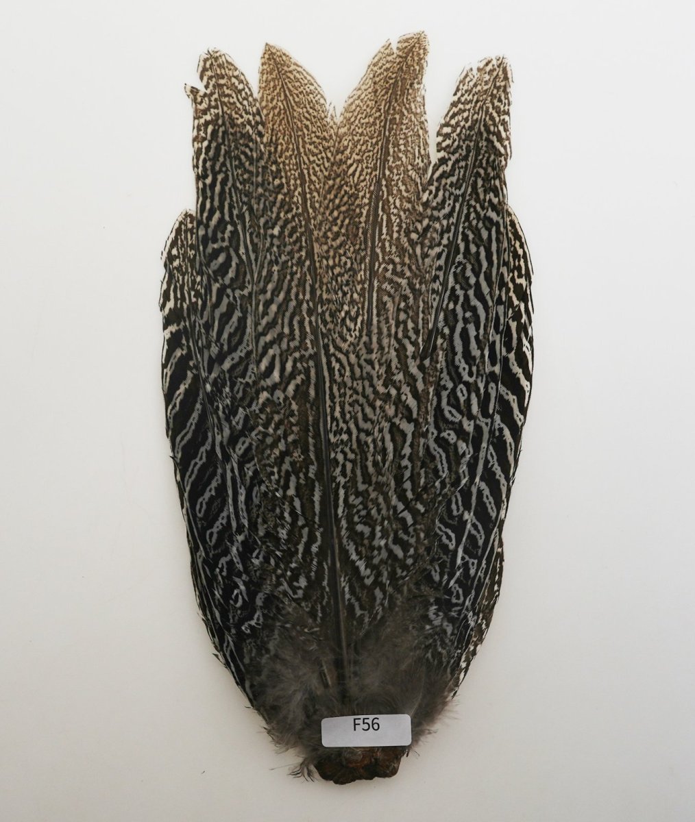 画像6: CANAL キャナル スペックルドフェザント コンプリート SPECKLE PHEASANT (6)