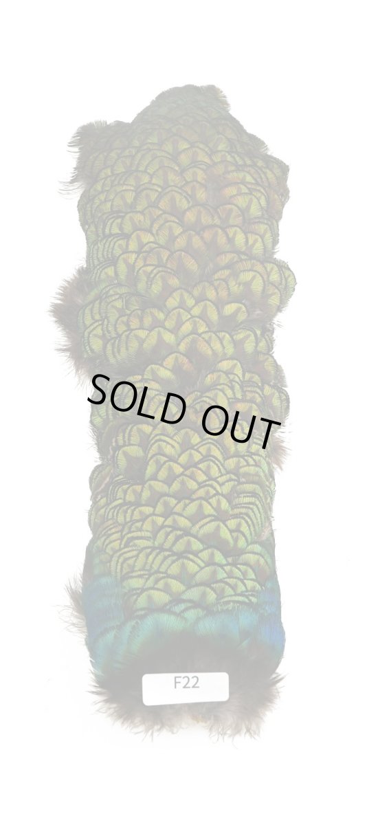 画像2: CANAL キャナル ゴールドバック コンプリート  (2)