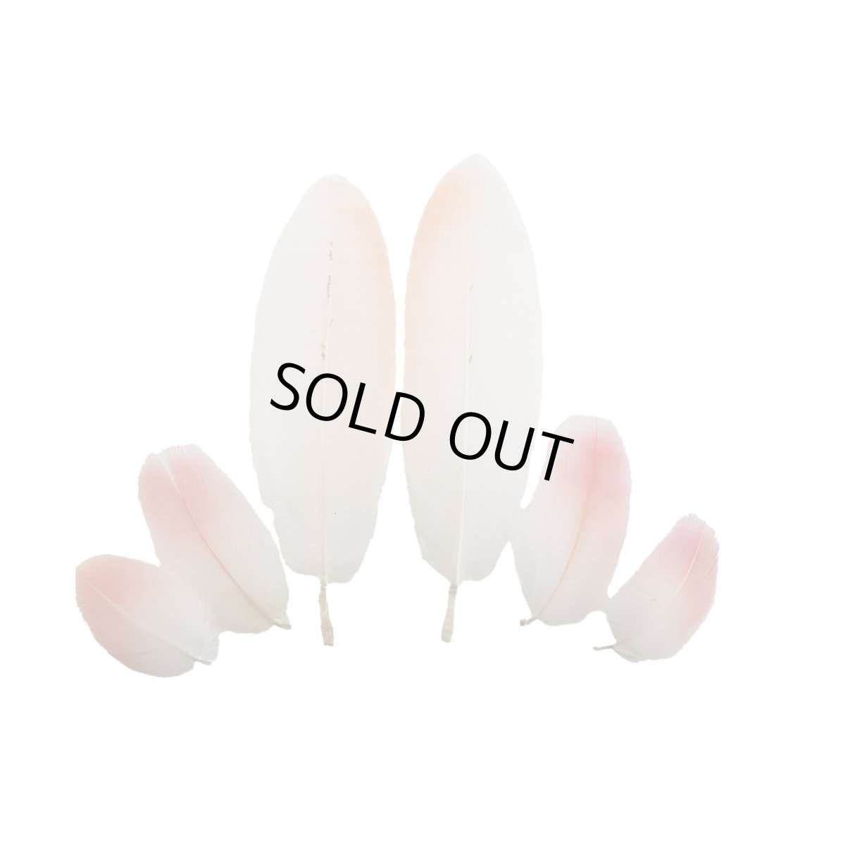 画像7: CANAL  キャナル フラミンゴ  (7)