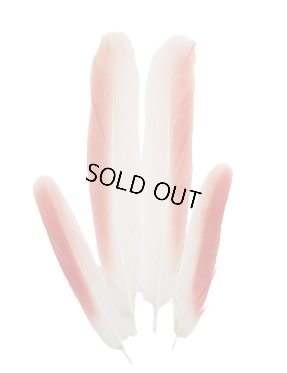 画像6: CANAL  キャナル フラミンゴ  (6)