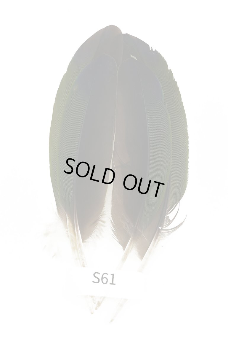 画像2: CANAL  キャナル パロットクイル (2)