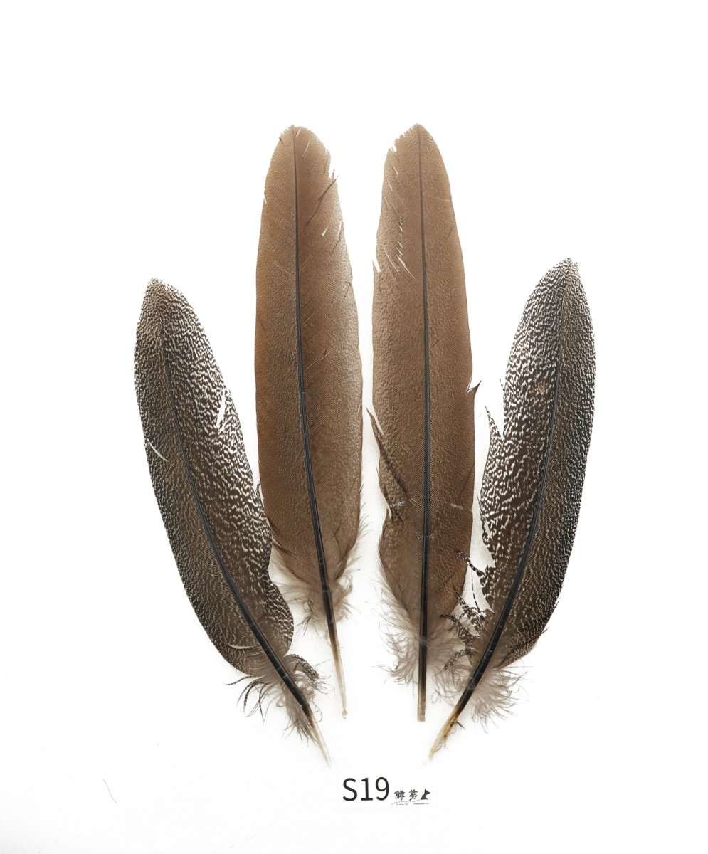 画像2: CANAL  キャナル スペックルドフェザント 各種 (2)