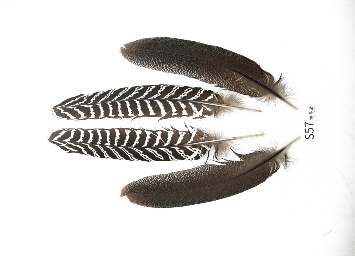 画像4: CANAL  キャナル スペックルドフェザント 各種 (4)