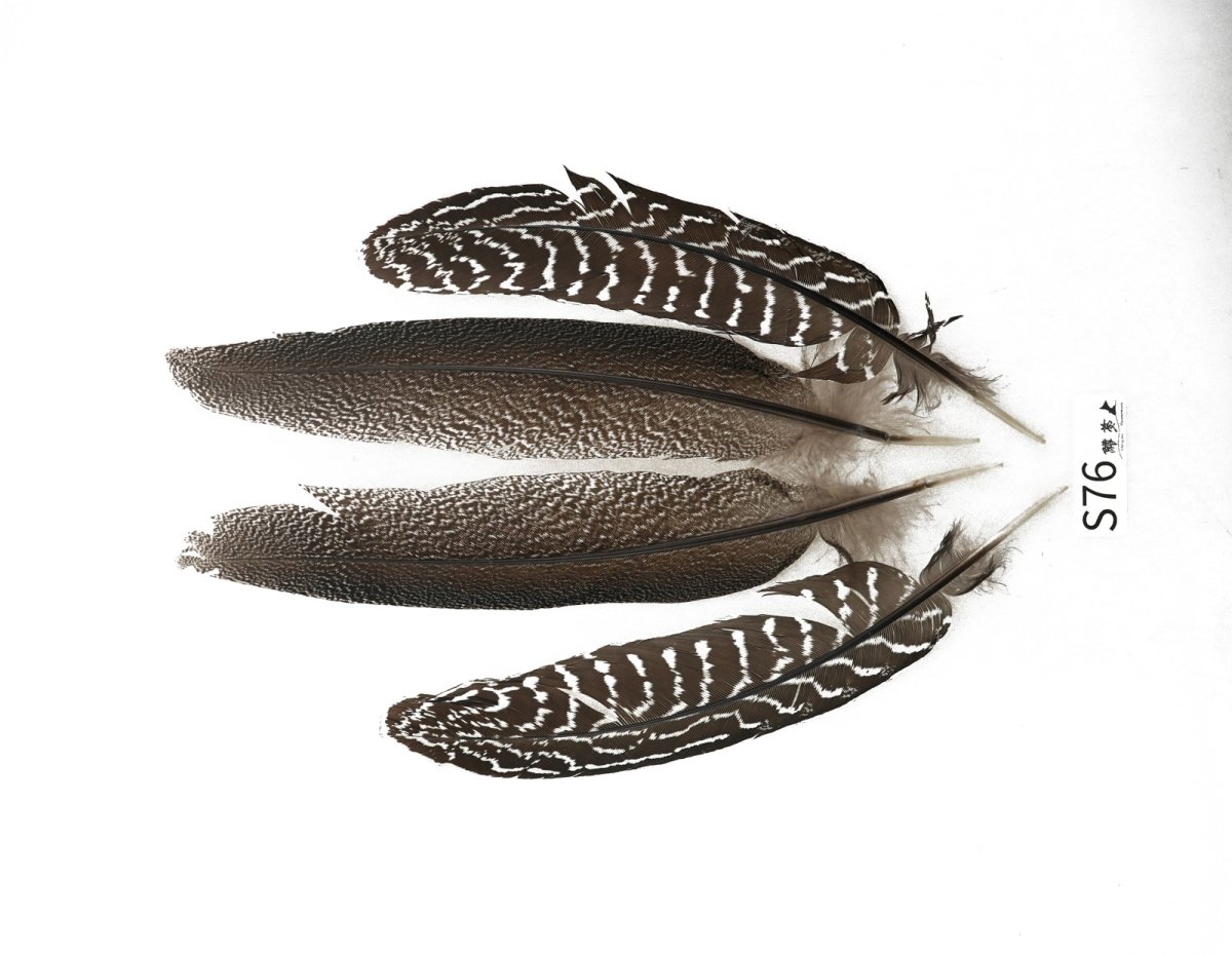 画像5: CANAL  キャナル スペックルドフェザント 各種 (5)