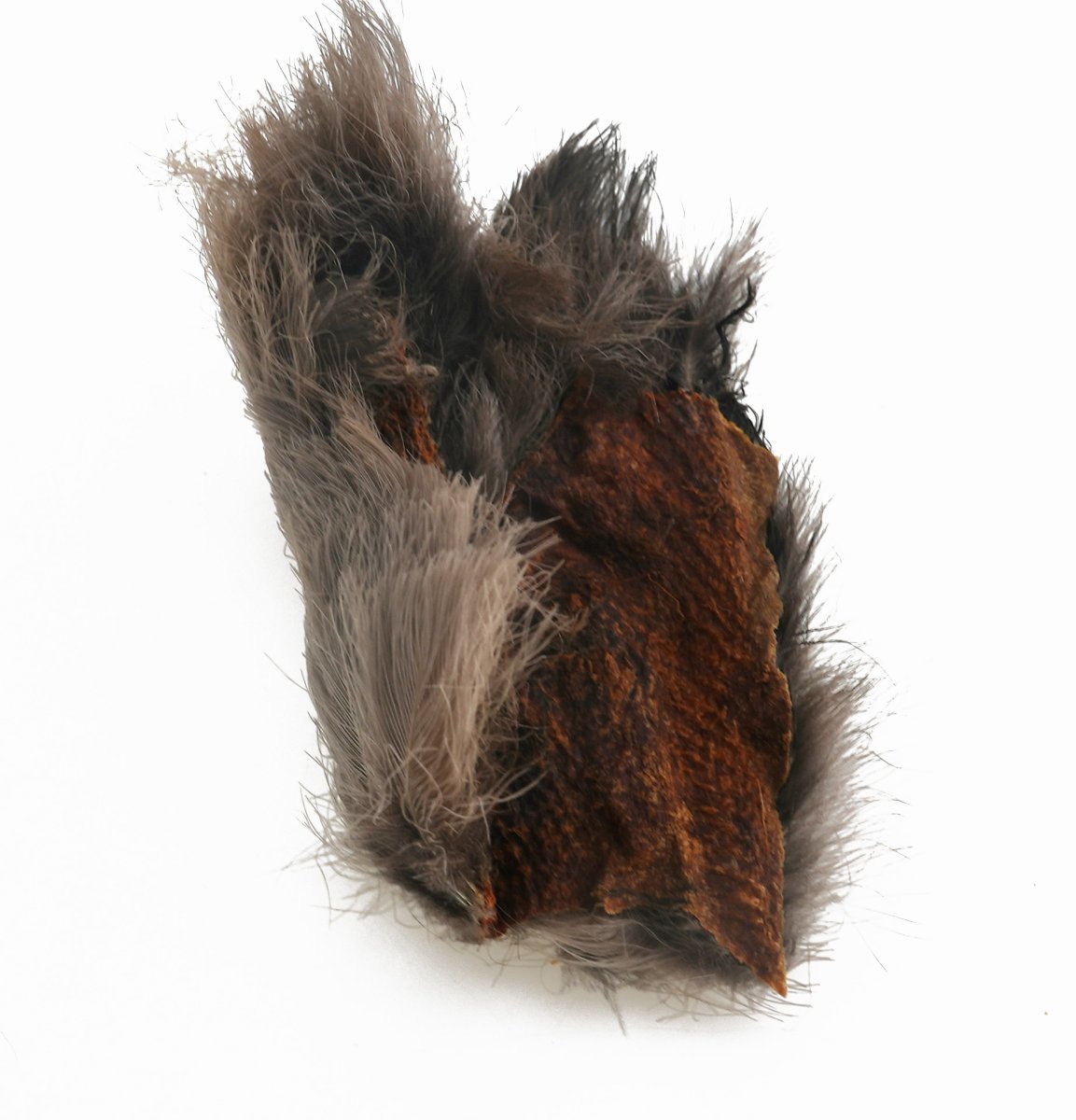 画像4: CANAL  キャナル　クート　Coot (4)