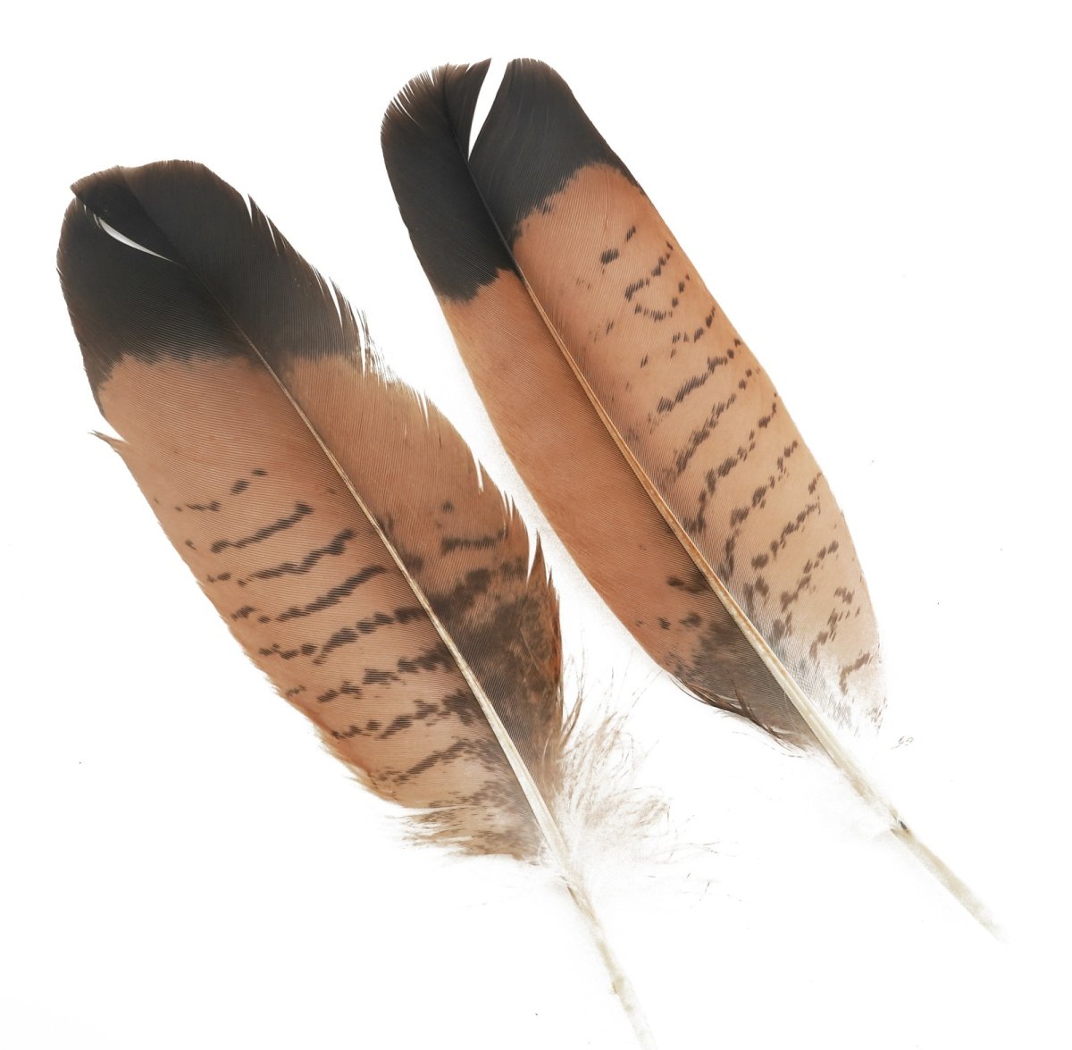 画像2: CANAL キャナル KESTREL クイル (2)