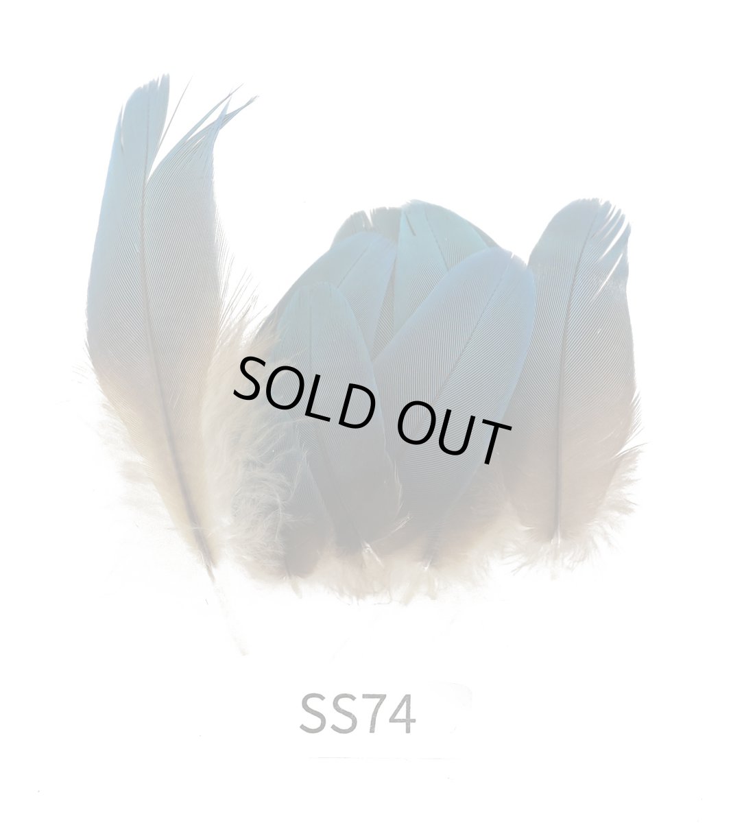 画像2: CANAL  キャナル　マコウ（小） (2)