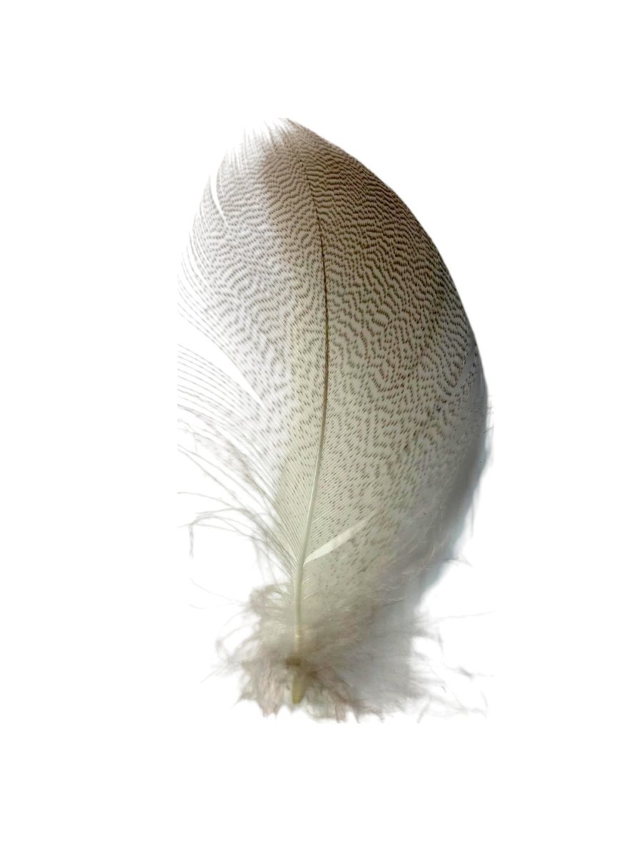 画像2: CANAL キャナル セレクト グレーマラード L (2)