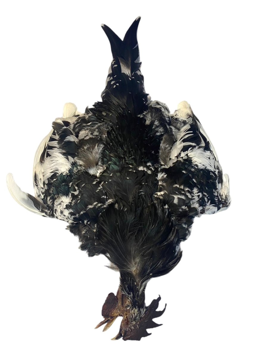 画像1: ＣＡＮＡＬ　キャナル　SPANGLED　JAPANESE　 BANTAM（チャボ） (1)
