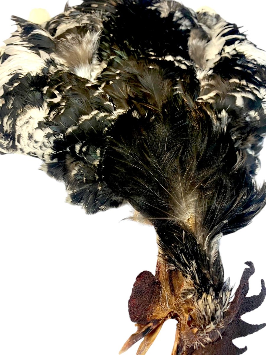 画像3: CANAL キャナル SPANGLED JAPANESE  BANTAM(チャボ) (3)