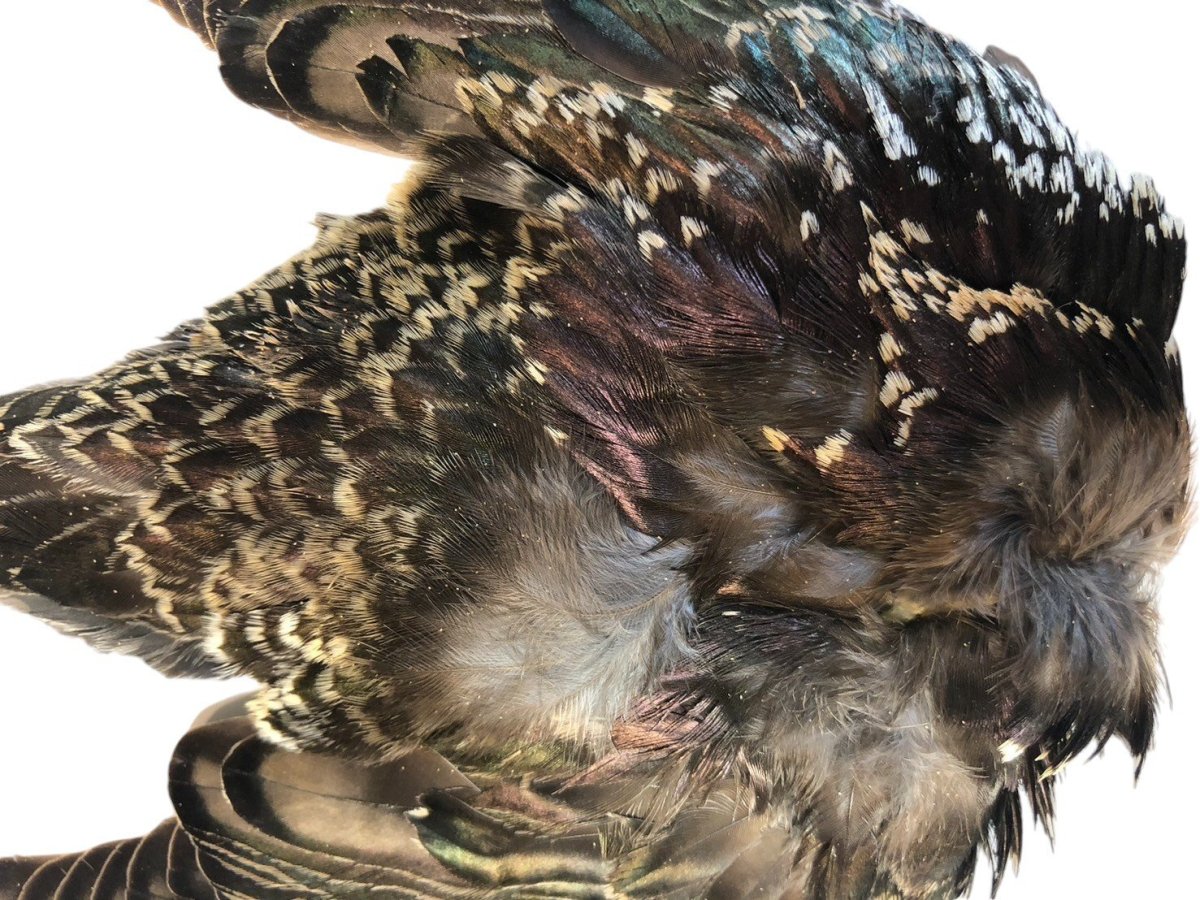 画像2: CANAL キャナル スターリン コンプリート STARRING 特価  (2)