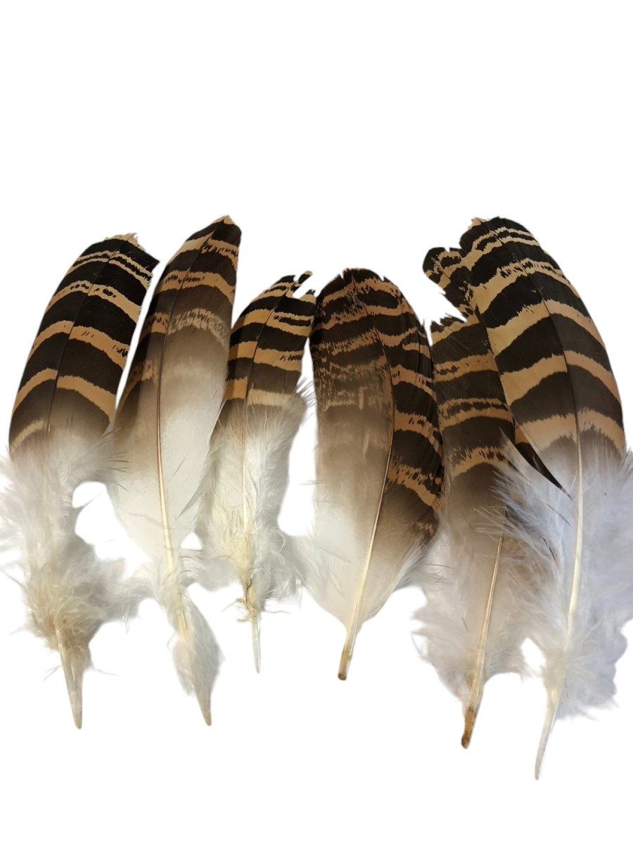 画像7: CANAL  キャナル　フロリカンバスタード　Florican　bustard (7)