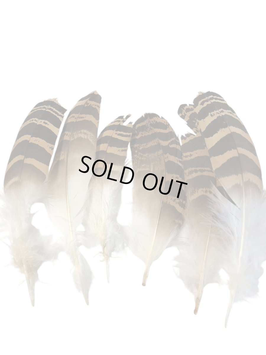 画像7: CANAL  キャナル　フロリカンバスタード　Florican　bustard (7)