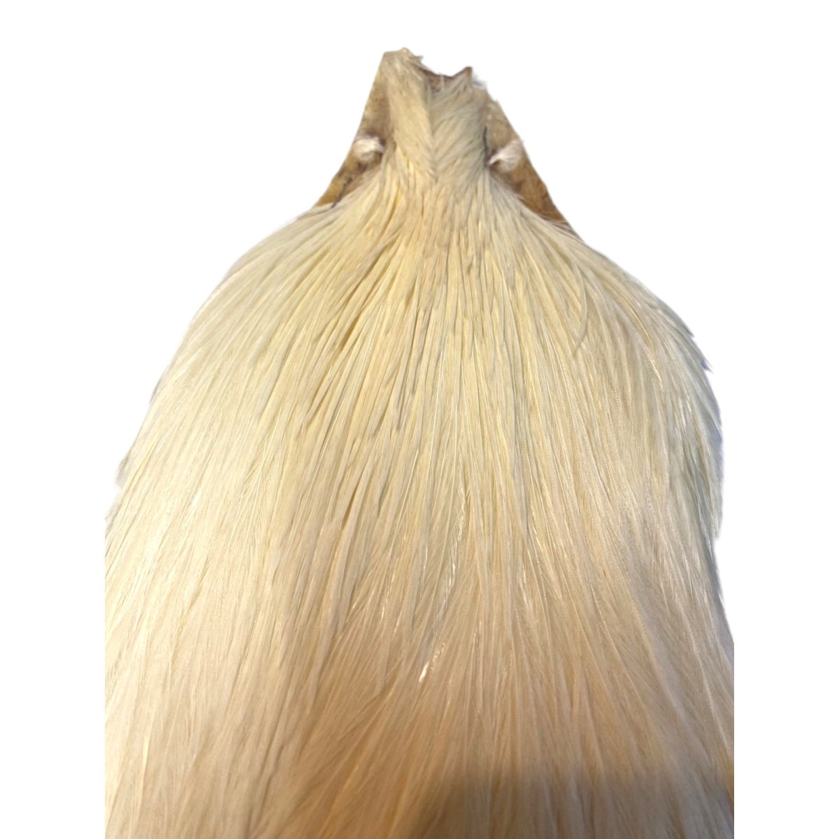 画像2: KEOUGH コックネック フルサイズ クリーム #2 K7  キーオ  (2)