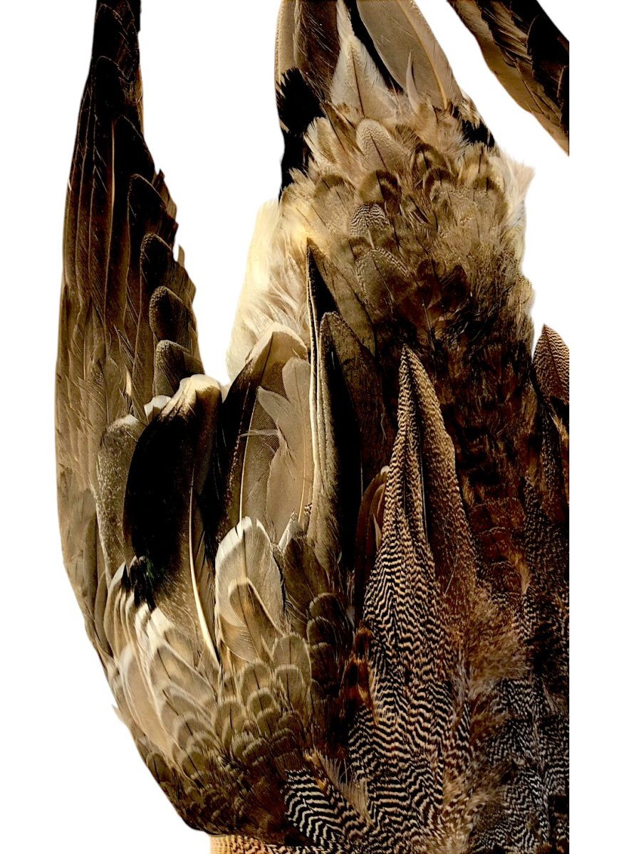 画像3: CANAL  キャナル  ピンテール コンプリートスキン 特価 (3)