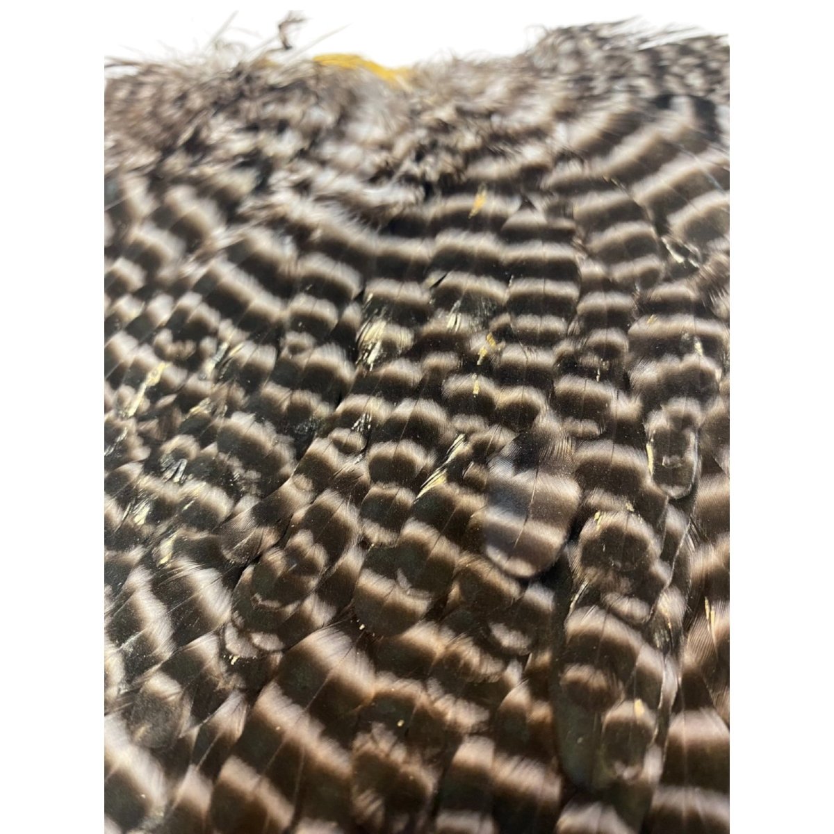 画像3: KEOUGH  ヘンサドル #1 グリズリー K34  キーオ  (3)